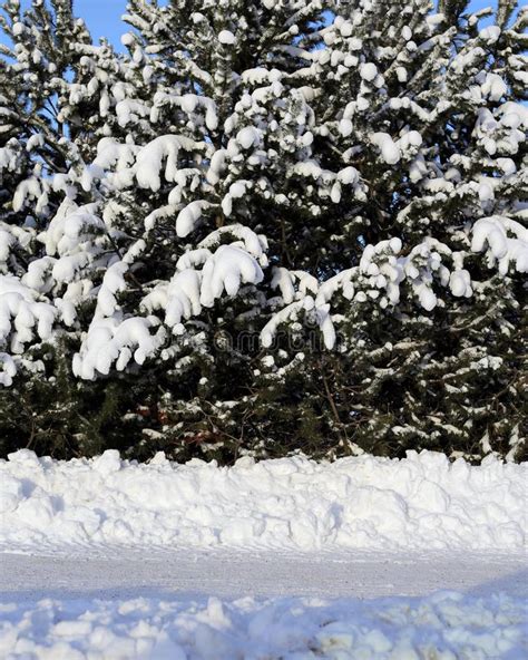 Evergreen Trees Snow Stock Photos Download 16229