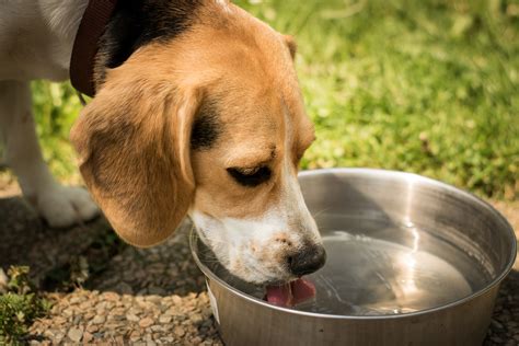 What Is The Best Water For Pets To Be Drinking