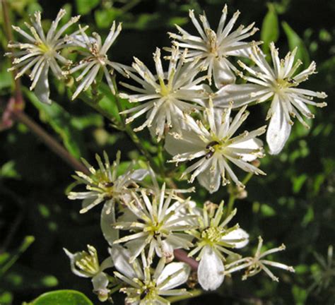 Check spelling or type a new query. Southwest Colorado Wildflowers, Clematis ligusticifolia