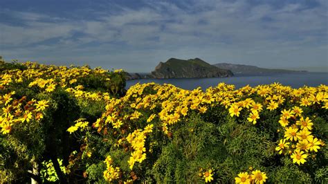 What Will I See Channel Islands National Marine Sanctuary