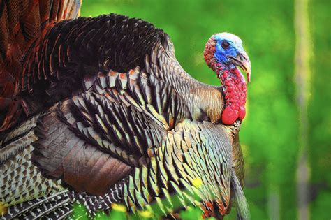 Iana time zone database | copyright © geo.pm. Signs point to a good spring gobbler season for Pa ...