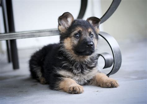 German Shepherd Wallpapers Images Photos Pictures Backgrounds