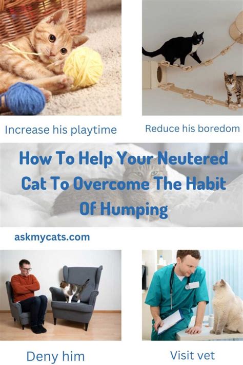 Neutered Male Cat Mounting Reasons And Solutions
