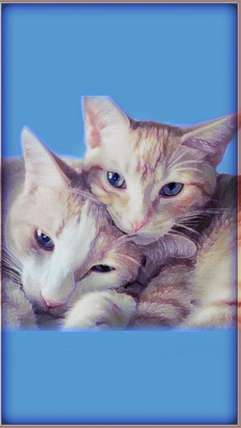 Cool Catz Blue Cats Cuddle Cute Face Feline Heads Up Kitties