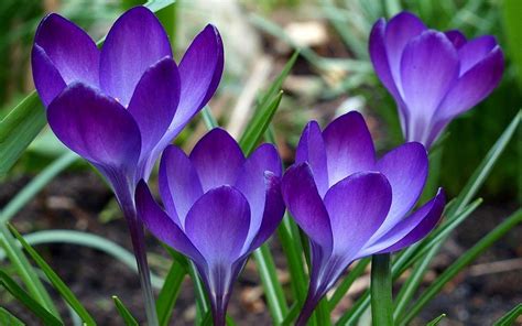 You can also upload and share your favorite spring background pictures. Free Spring Wallpapers For Desktop - Wallpaper Cave