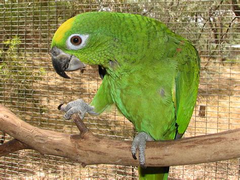 Yellow Crowned Amazon Facts Care As Pets Pictures