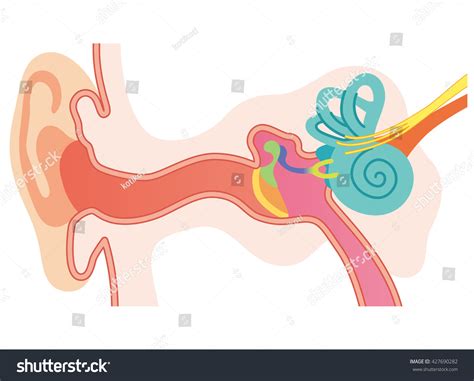 Inner Ear Illustrations Stock Illustration 427690282 Shutterstock