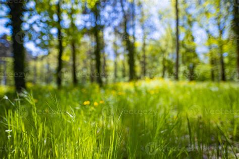 Fresh Green Grass Background In Sunny Summer Day Green Grass Meadow In