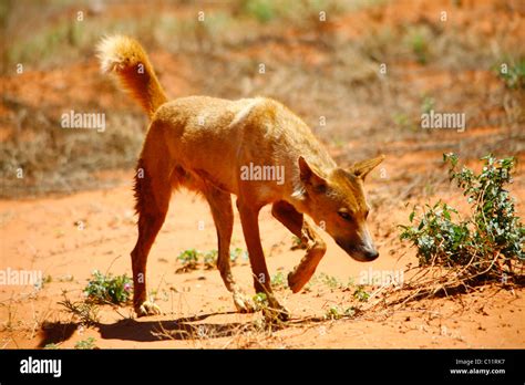 Wild Dingo Canis Lupus Dingo In The Australian Outback Northern
