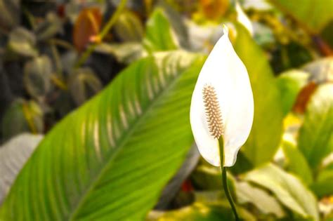 Prune unsightly brown leaves and adjust your watering schedule or increase humidity. Peace Lily Plant Care Guide: Killer Tips You Wish You Knew ...