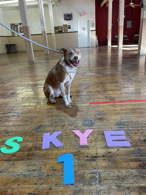 Happy Birthday to... - Paws-itive Experience Pet Services