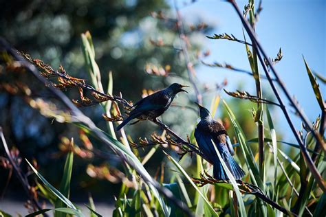 10 Native Birds Of New Zealand That Rule The Roost Haka Tours Blog