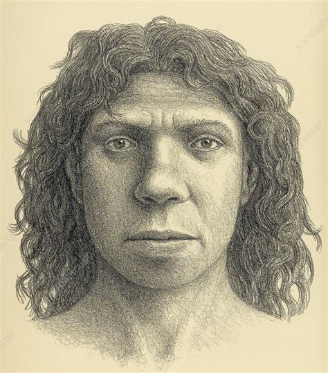 Homo Heidelbergensis Female Stock Image E4380162 Science Photo