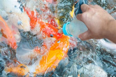 Feeding Koi Fish With Milk Bottle Stock Photo Image Of Asian Feed