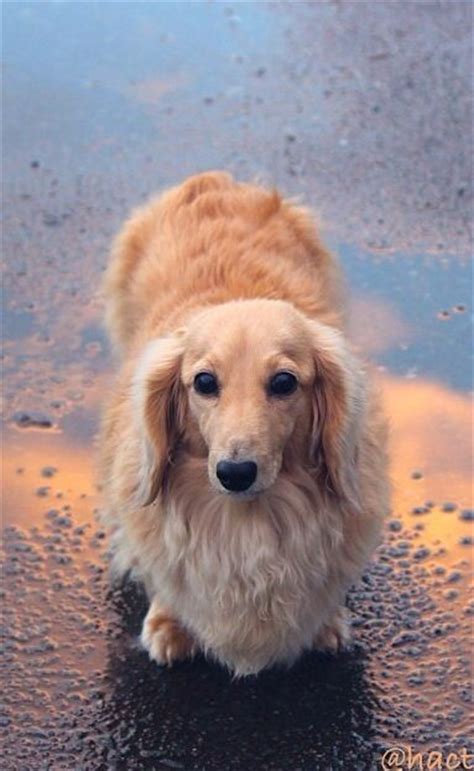 We did not find results for: 594 best images about Dachshunds on Pinterest | Dachshund ...