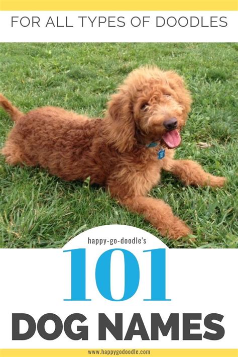 101 Goldendoodle Names That Are Adorable Goldendoodle Names Dog