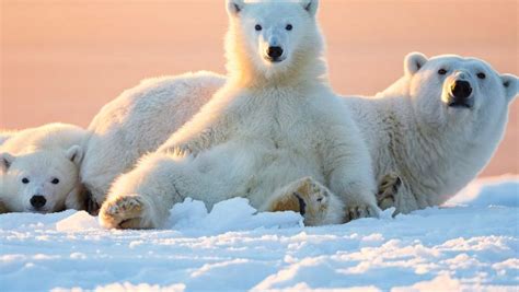 Majority Of Polar Bears Likely To Disappear By 2100 Gbri