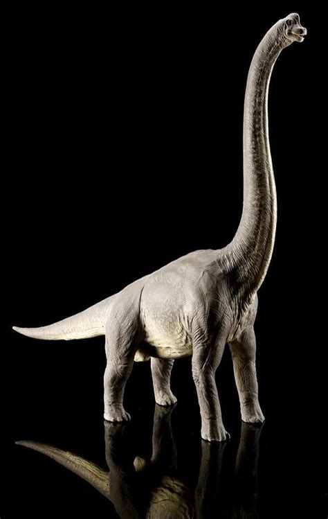 Brachiosaurus Model From Jurassic Park Brachiosaurus Jurassic World