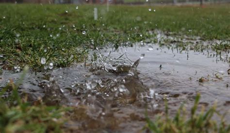 Why Your Yard Has Standing Water And How To Remove It Backyard Sidekick