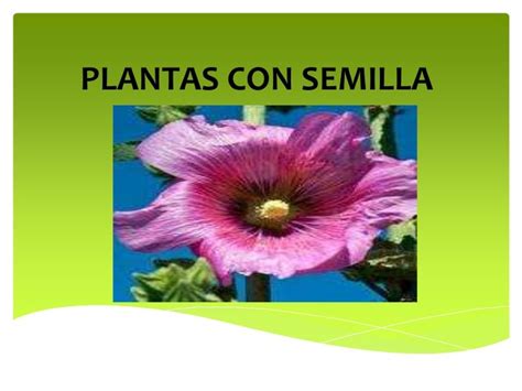 Plantas Con Semilla