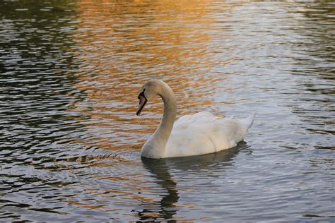 Ugly Duckling Photograph By Anita Gatrell Fine Art America
