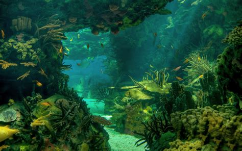 Download Sea Bed Nature Underwater Hd Wallpaper