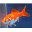 Free Photo Goldfish  Bowl Bspo06 Fish Download Jooinn