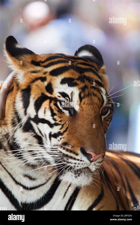 Close Up Face Of Indochinese Tiger Relaxing Stock Photo Alamy