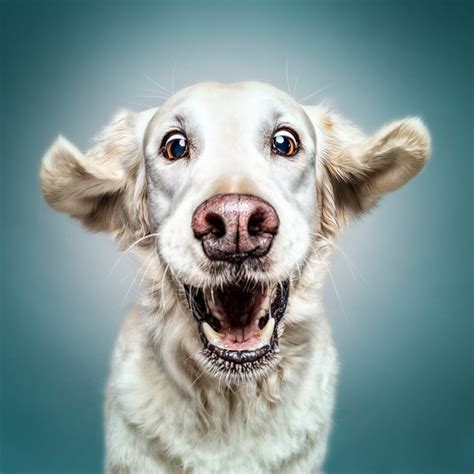 Funny Dog Faces Funny Dog Faces Animal Photography