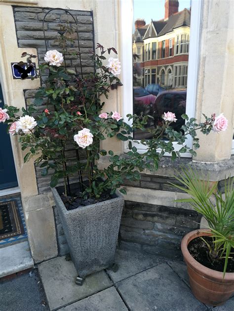 Pink Climbing Roses For Doorway Page 5 — Bbc Gardeners World Magazine