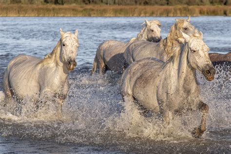 Horseback Riding In The Camargue American Nomad