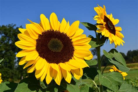 Sunflower Field Yellow · Free Photo On Pixabay