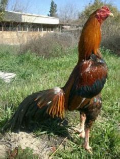 Gambar ayam philipin ninja : 5 Ciri-ciri Ayam Bangkok Berkualitas | Ayam Bangkok Pro