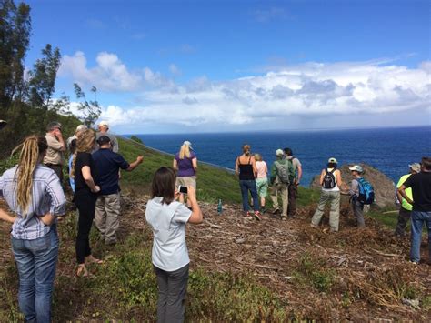 Fences Cats And Seabirds In Hawaii Pacific Birds Habitat Joint Venture
