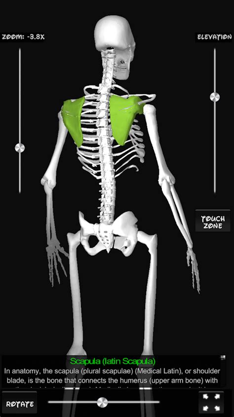 Maybe you would like to learn more about one of these? Bones Human 3D (anatomy) - Android Apps on Google Play