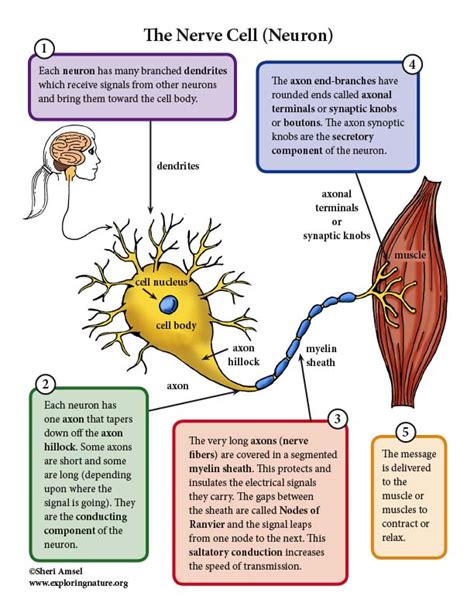 Nerve Cell Diagram Labeled