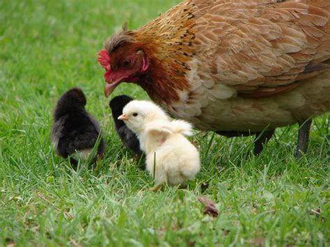 Free Una Gallina Y Su Pollo Stock Photo