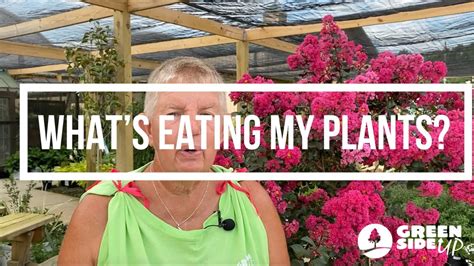 It's natural to bond with your plants. What's Eating My Plants? | Pest Control and Maintenance ...
