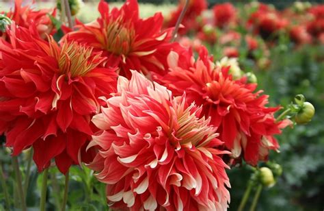 1600x1040 Dahlias Flowers Red Flowing Flowerbed Wallpaper