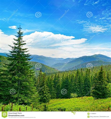 Beautiful Pine Trees On Background High Mountains Stock Image Image