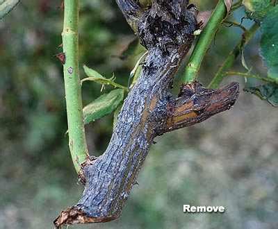When to cut back roses. Rose Pruning Spain Winter time is the correct time to ...