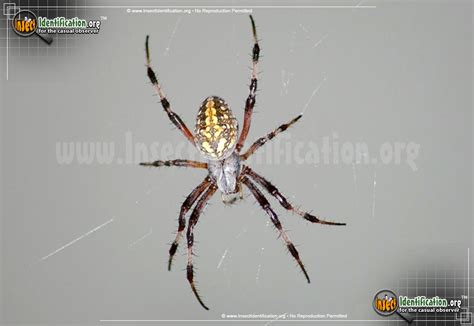 Michigan Spiders Identification Chart Labb By Ag