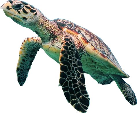 Turtle Png Transparent Image Download Size 540x447px