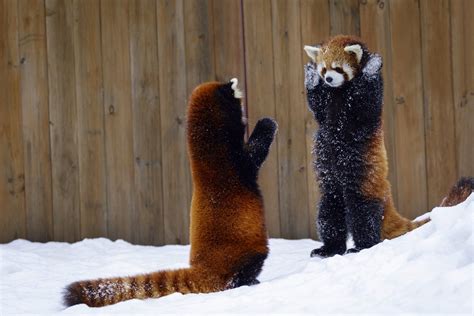 Red Pandas Playing In The Snow