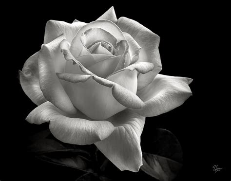 Perfect Rose In Black And White Photograph By Endre Balogh Fine Art