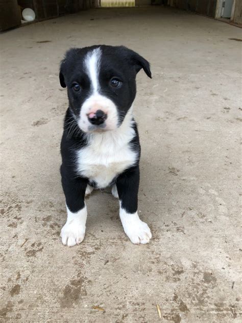 Mcnab Shepherd Puppies