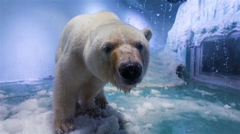 park fails to rescue ‘saddest polar bear news the times