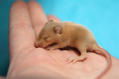 Free Images Hand Sweet Animal Cute Small Mammal Hamster Rodent
