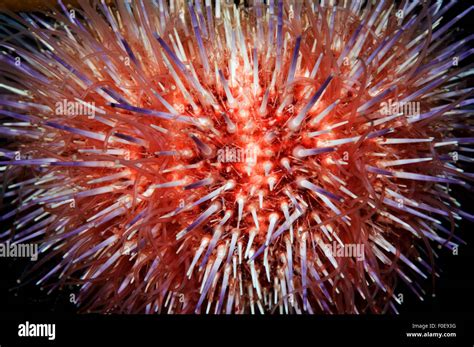 Close Up Of Common Edible Sea Urchin Echinus Esculentus Lofoten