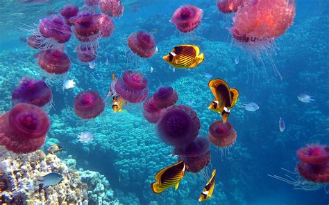 Скачать обои рыбы океан медузы кораллы подводный мир разрешение